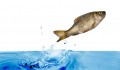 fish fish