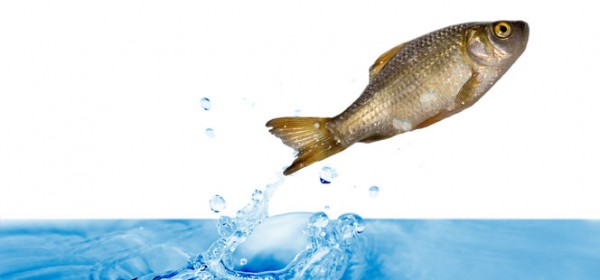 fish
