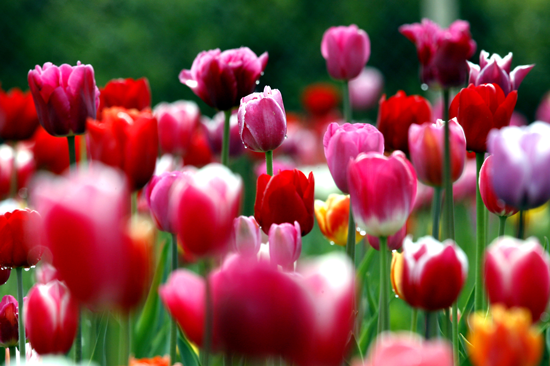 photo-tulips